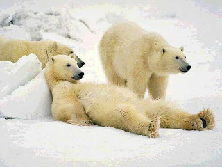 polar bear cute wild animal wallpaper