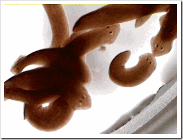 Cara Mengenali Filum Platyhelminthes