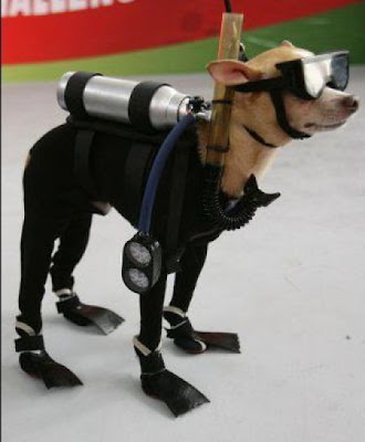 Crazy Halloween Costume for Dog Seen On www.coolpicturegallery.us