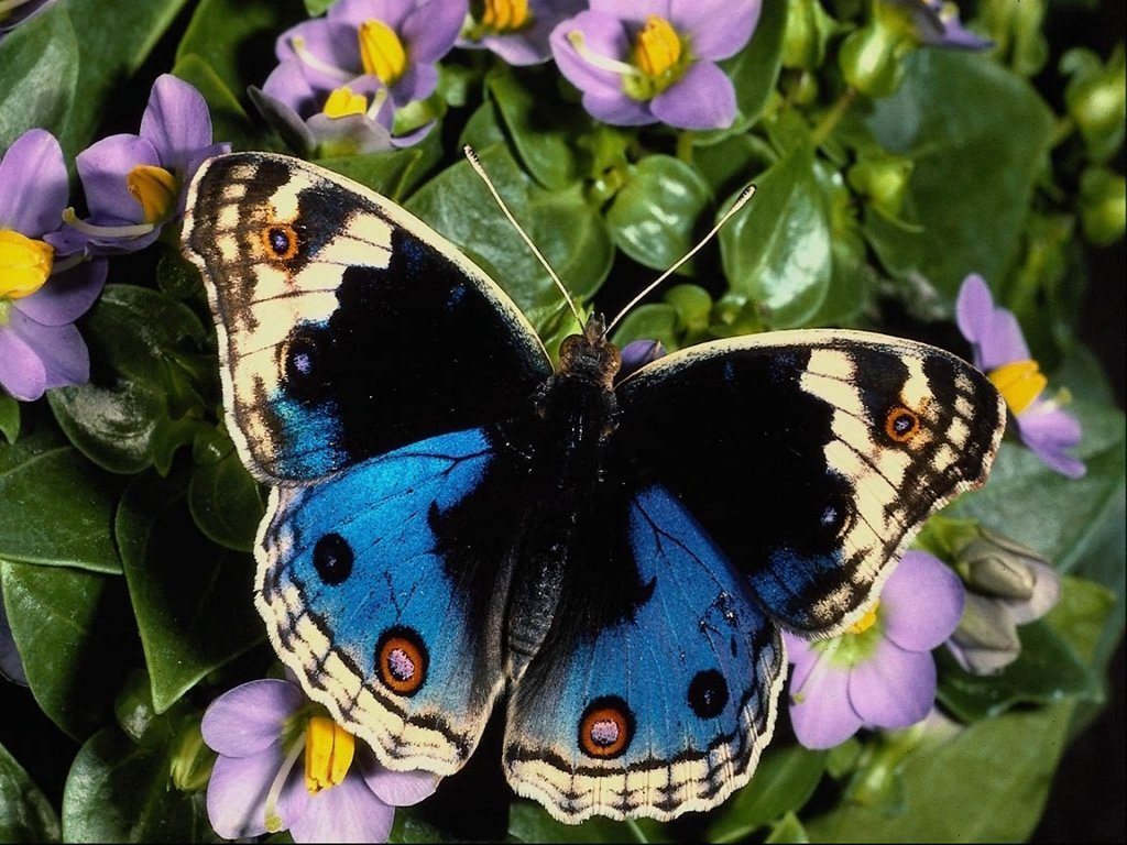 Butterfly Pictures