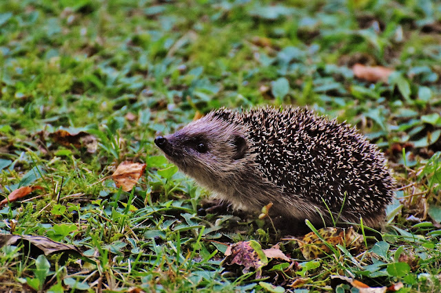 Hedgehog child