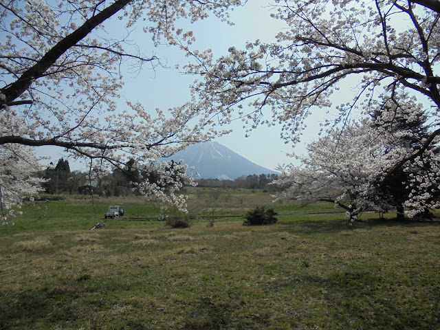 藍野公民館隣の公園のソメイヨシノ桜と春の大山