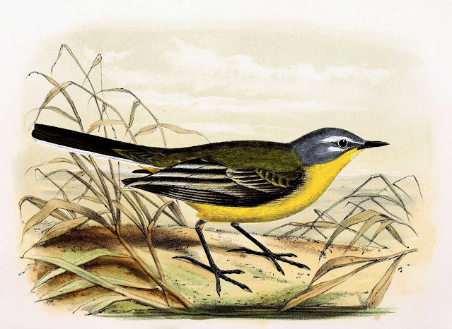 Lavandera boyera (Motacilla flava).