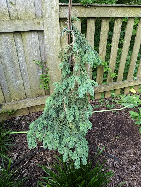 Young Weeping White Spruce