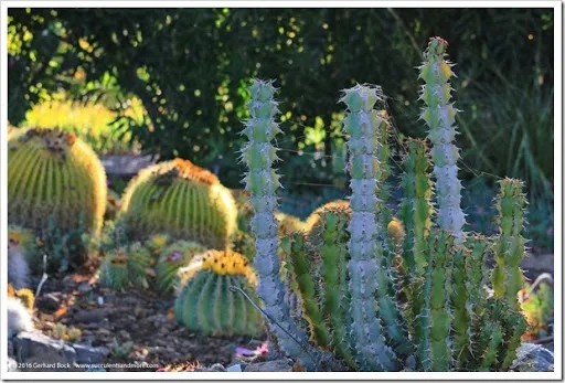 ever photography workshop at the Ruth Bancroft Garden My best pictures from a recent photography workshop at the Ruth Bancroft Garden