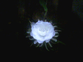 Night flower