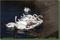 Slimbridge WWT - May