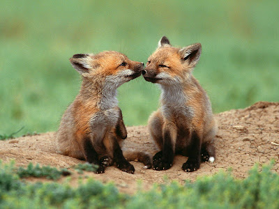 Top Desktop Fox Twins