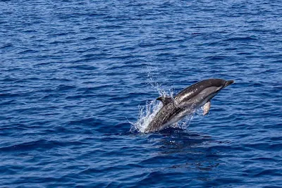 jumping dolphin