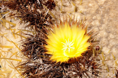 Echinocactus grusonii flower, close-up