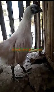 Ayam Cemani Putih Rajek Wesi