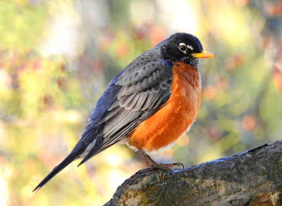 American robin