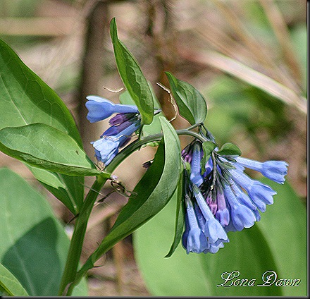 CH_Bluebells2
