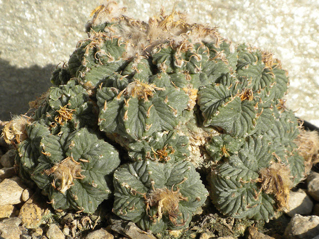 xuong-rong-aztekium-ritteri