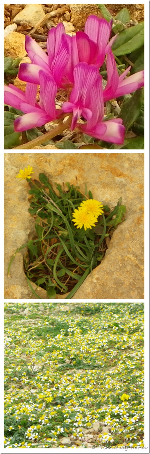 Wildflowers of the garigue