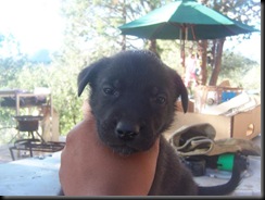 getz puppy