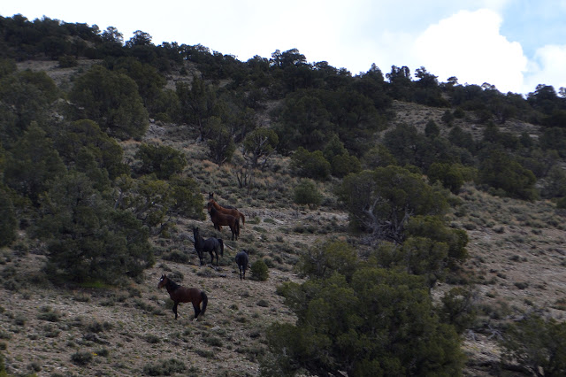 waiting horses