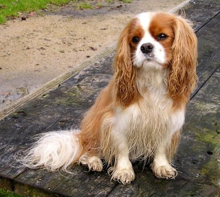 Gambar Anjing Cavalier King Charles Spaniel