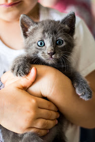 Fotografiad lo que os de la gana. Incluso gatitos