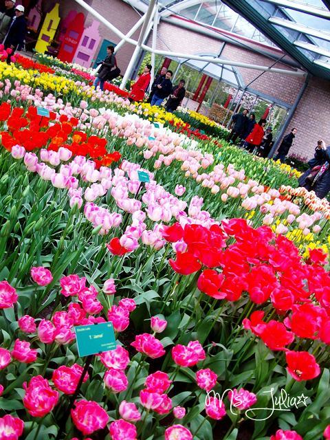 Keukenhof Taman Bunga  Terbesar di Dunia