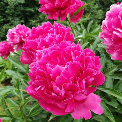 Пион 'Феликс Суприм' / Пион 'Felix Supreme' (Paeonia 'Felix Supreme')