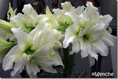 Hippeastrum-Ice-Queen