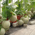 How To Grow Melons Simple Hydroponics