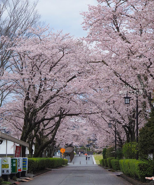 富士宮･大石寺の桜