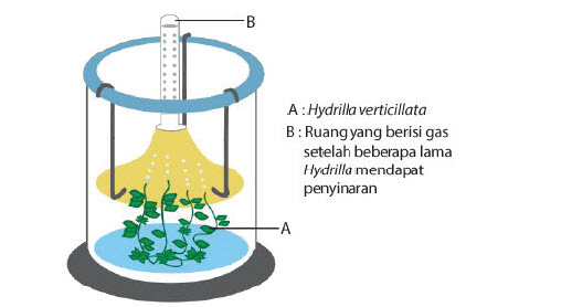  Percobaan  Fotosintesis  dan Respirasi Mikirbae com