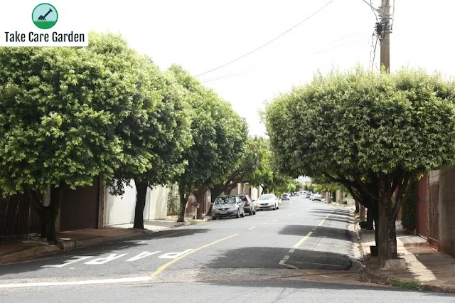 Dicas e cuidados sobre a árvore de rua Oiti