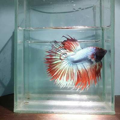 Knowing All Types Of Betta Fish - By Tail, Pattern And Color With Photo And Description