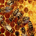 Εάν η μέλισσα εξαφανιστεί ο άνθρωπος θα έχει μόνο 4 χρόνια ζωής!