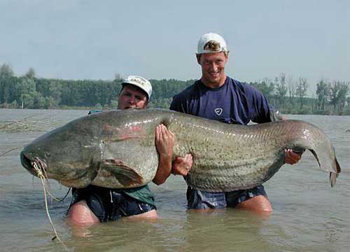 adsown some big fish catches big fish 500x360