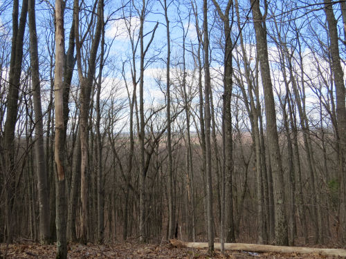 hills in Manistee National Forest