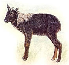 serow de crines Capricornis sumatrensis