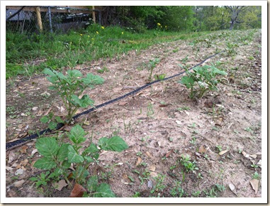 potato plants