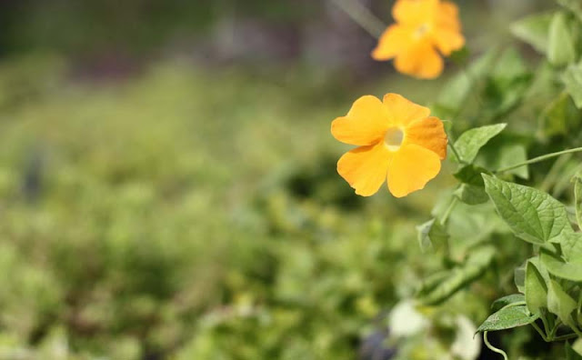 Black-Eyed Susan Vine Flowers Pictures