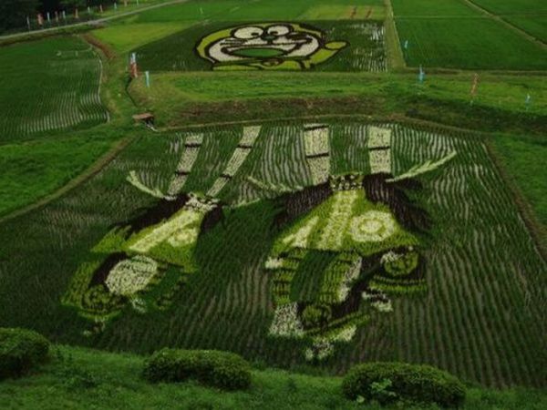 Japanese Rice Field Creative Art Work - AmAzing Photos Seen On www.coolpicturegallery.us