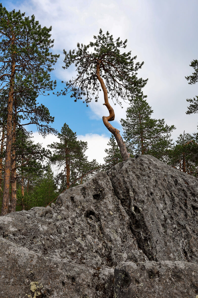 Sukulanrakan hiidenkirnut