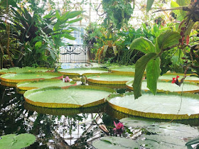 visite du Conservatoire des fleurs San Francisco