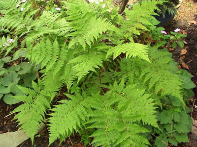 Ferns Plant