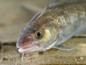 http://news.discovery.com/earth/oceans/atlantic-pacific-fish-face-mixing-as-arctic-warms-150126.htm