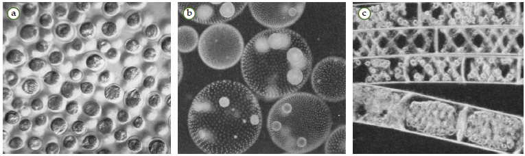 Materi Biologi Protista Mirip Tumbuhan (Alga/Ganggang 