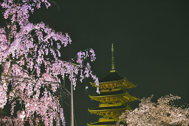 日本 京都 櫻花 夜櫻 東寺 枝垂櫻 不二櫻