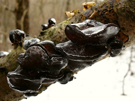 kisielnica trzoneczkowa Exidia truncata