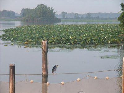 lotus plant, leaves, canal, summer