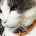 Cat talks about Japan's major second-hand market Flea market products that are also active in Japan Toshiba recorder started repairs on the day it was damaged