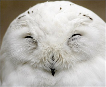 Snow Owl