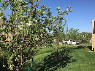 Fruit trees in bloom in early may outside a suburban midwestern home, cherry, apple, gala, Granny Smith, peach