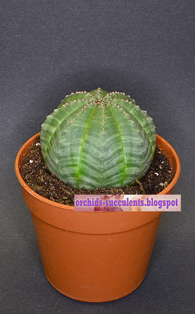 Euphorbia obesa, Ευφορβία η εύσαρκη, παχύφυτο